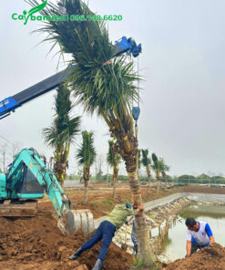 Quá trình thi công cây dừa trưởng thành, lóng thân cao 2 - 2,5m