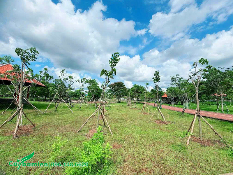 Trồng và chống cọc cho cây giáng hương tại khu di tích