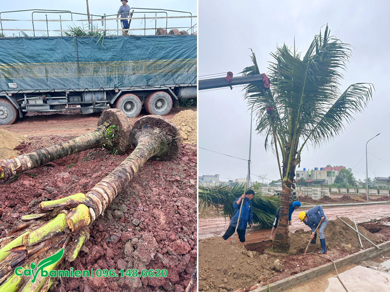 Những cây lóng cao 2m được đưa vào hố trồng