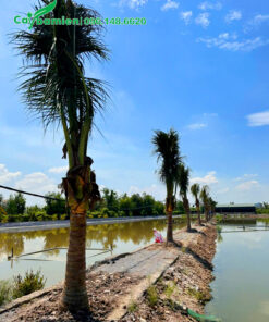 Chọn cây dừa trồng khuôn viên trang trại là lựa chọn tuyệt vời