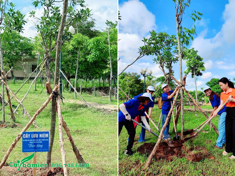 Trồng và chống cọc cho cây