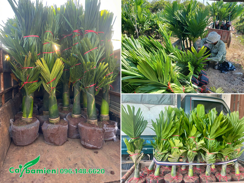 Bốc xếp cây cau lùn lên xe kéo và xe tải
