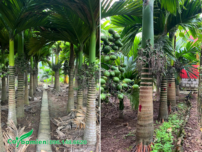 Vườn cây cau lùn nguyên cây cổ thụ, lóng thân cao hơn 1m