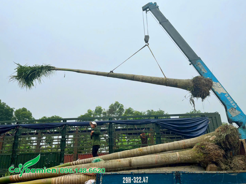 Những cây Cau Vua thẳng đẹp, lóng thân 6-7m