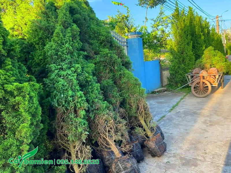 Những cây Tùng Tháp cao hơn 2m trồng hàng rào