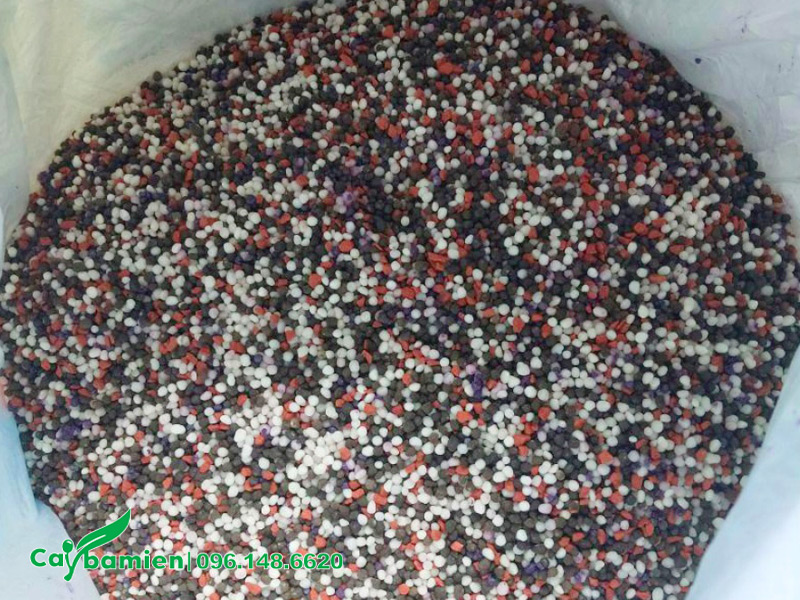 Phân bón NPK 3 màu cung cấp dinh dưỡng cho cây Phong Linh vàng ra hoa đúng Tết