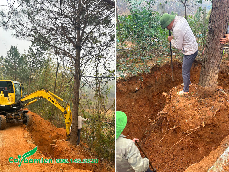 Công nhân tiến hành bứng cây và gọt rũa rễ cây cẩn thận