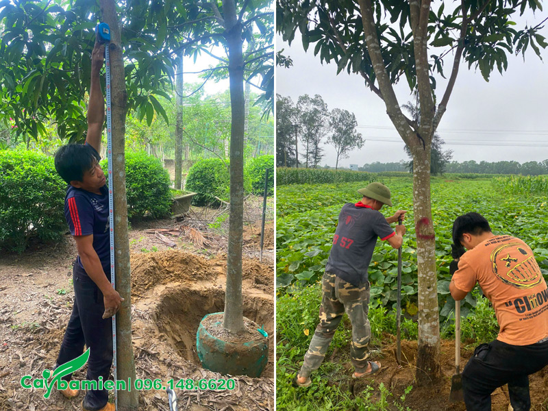 Bứng nóng cây xoài đường kính gốc 15cm tại nhà vườn Cây Ba Miền