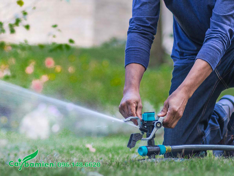 Thiết kế hệ thống tưới nước tự động cho cây Phong Linh Vàng ra hoa