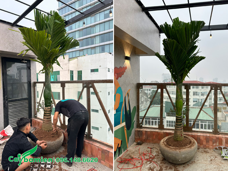 Thi công trồng cây gia đình trong chậu cảnh để trang trí sân thượng