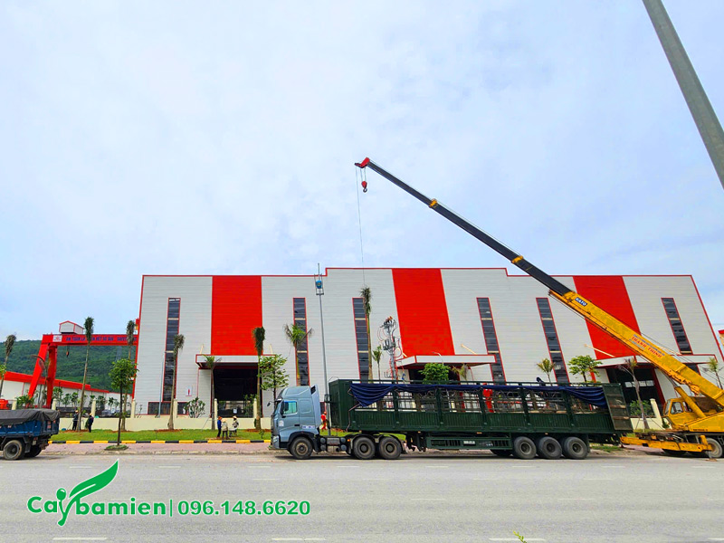 Những hàng cau vua đã trồng xong ở mặt tiền nhà máy Công Ty Đại Dũng