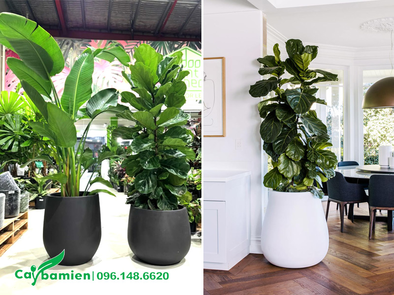 Trồng cây cảnh trong chậu đẹp, đường kính chậu khoảng 40 - 50cm