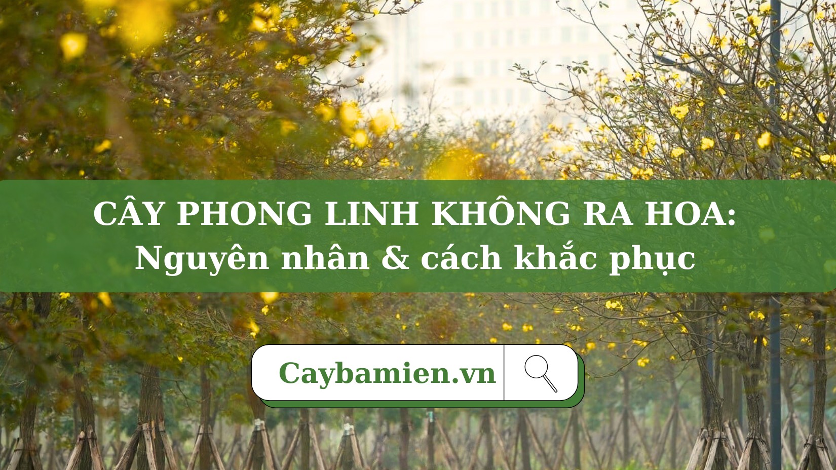 Cây Phong Linh không ra hoa: 5 nguyên nhân và cách khắc phục từ chuyên gia