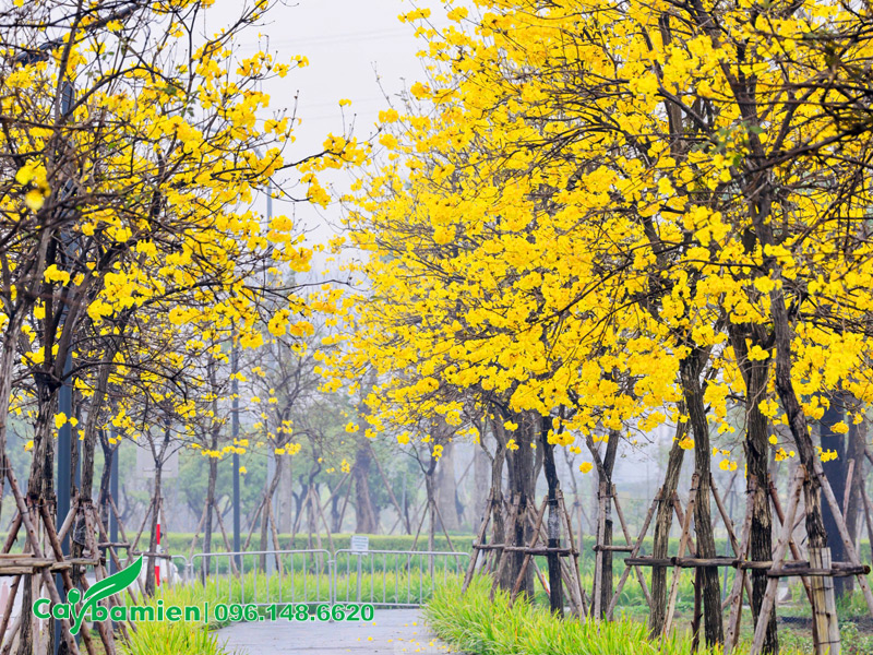 Những hàng cây Phong Linh vàng trồng ở lối dành cho người đi bộ