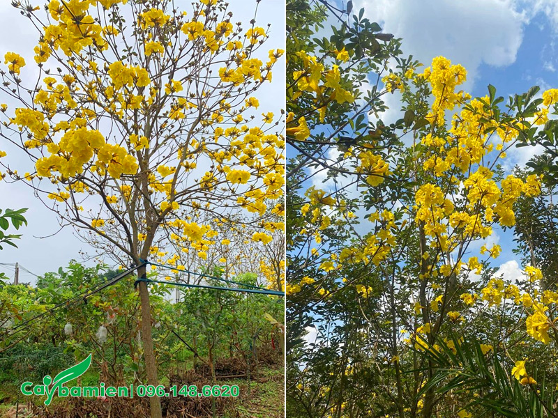 Phong Linh vàng trưởng thành sẵn hoa đẹp