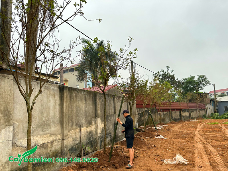Cách kích thích cây phong linh vàng nở hoa đúng Tết