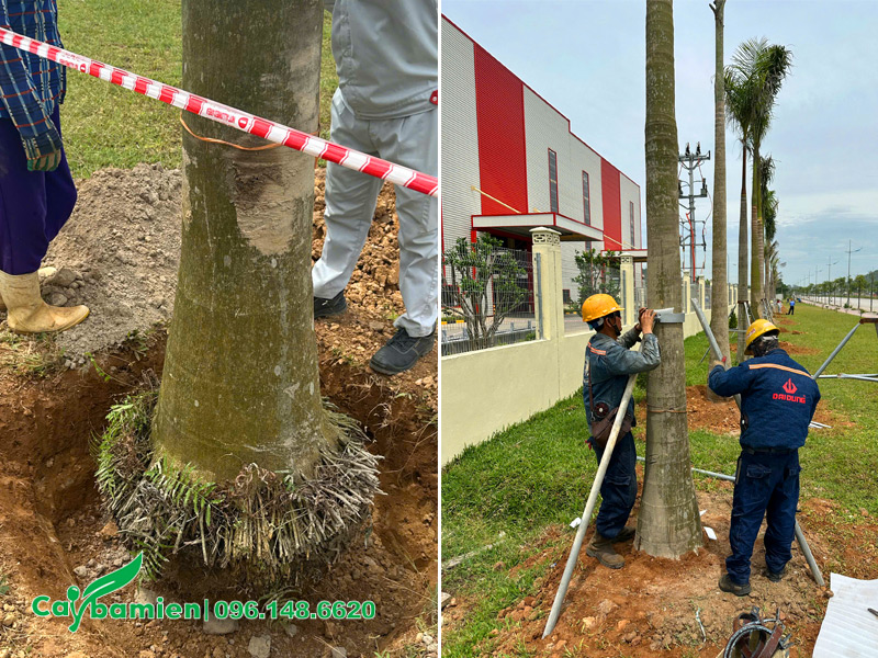 Công nhân đang dựng cọc sắt cho hàng cây Cau Dừa mới trồng