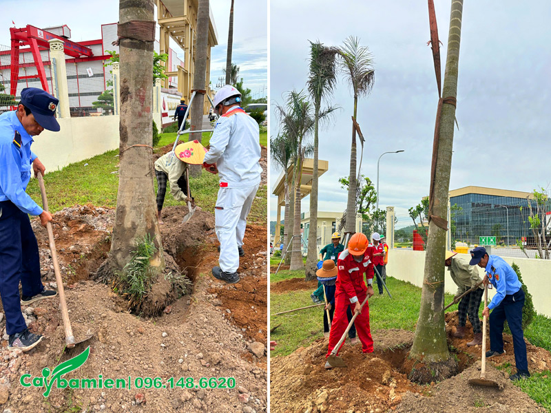 Đào hố và trồng cây, lấp đất chắc chắn
