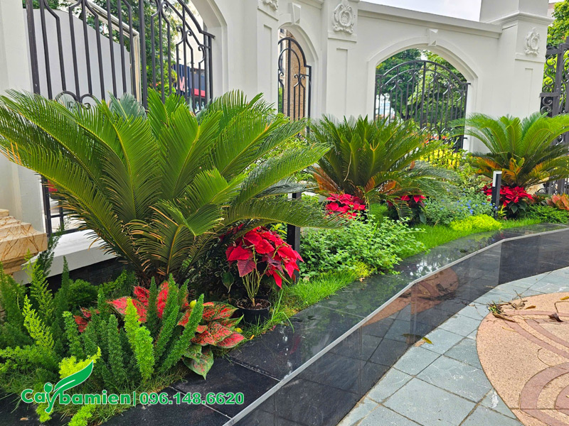 Các loại cây trồng sân vườn gia đình đẹp và phổ biến