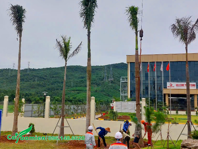 Mỹ thuật viên cũng tham gia quá trình thi công và luôn giám sát bảo đảm cây trồng chuẩn kỹ thuật