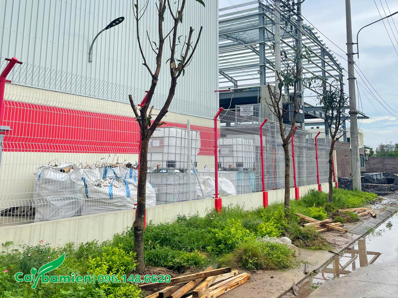 Trồng và chống cọc cho cây xanh nhà máy Tomoken Việt Nam
