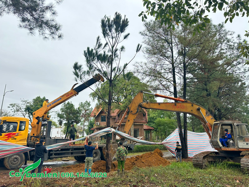 Công nhân đang tiến hành trồng cây thông caribe cổ thụ cho biệt thự sang trọng