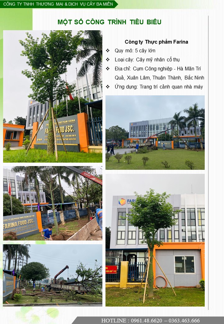 Hình ảnh tiêu biểu của dự án trồng cây cho Công ty Thực Phẩm Farina