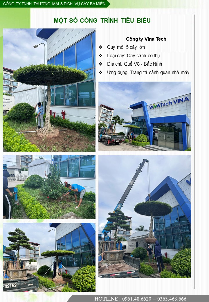 Trồng cây sanh bonsai cho Công ty Vinatech