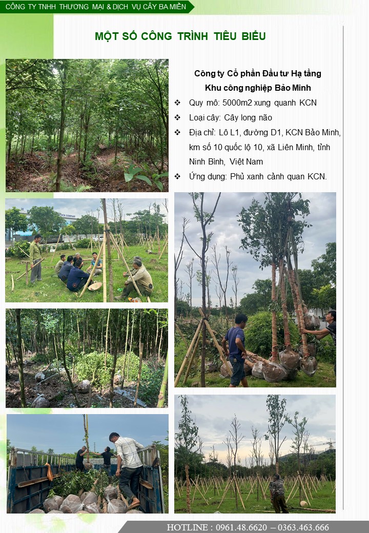 Dự án lớn, trồng cây cho KCN Bảo Minh