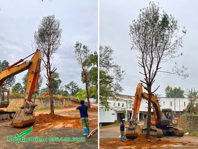 Sử dụng máy xúc để lấp đất cho cây cổ thụ mới trồng