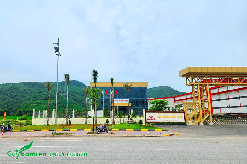 Thi công trồng cây canh cho nhà máy Công ty Đại Dũng tại Nghi Sơn