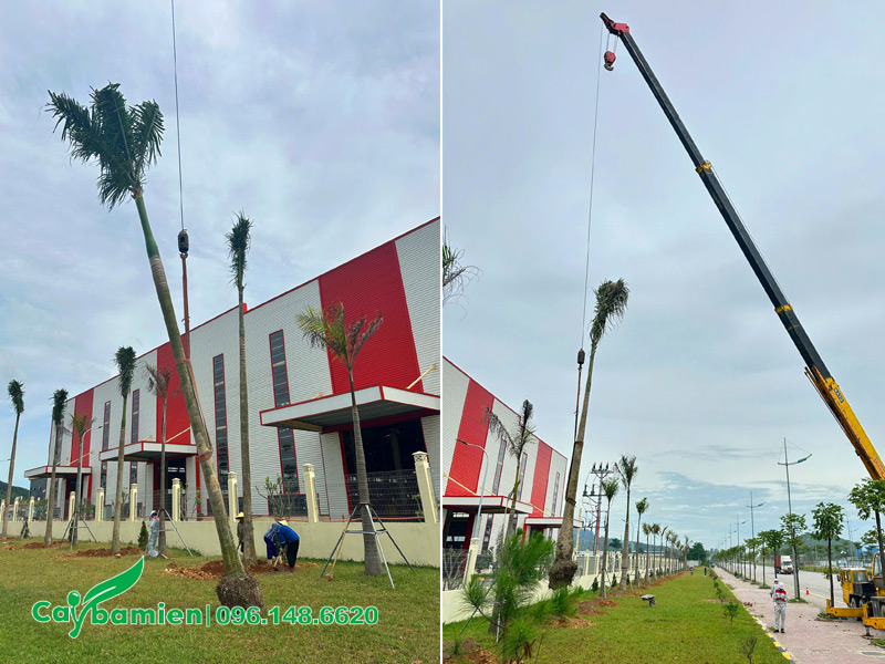 Trồng cây bên hông nhà máy Công ty Đại Dũng