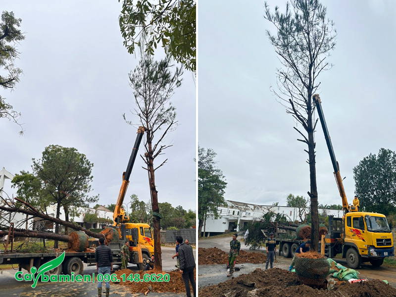 Những cây lớn, chiều cao 10m đang được cẩu vào hố trồng