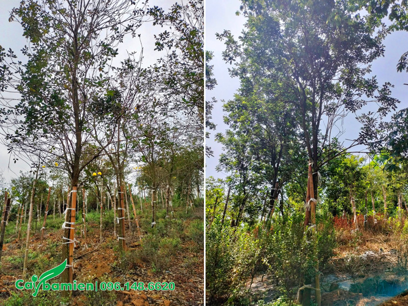 Cây Phong Linh không ra hoa, lá vẫn còn nhiều và xanh tốt do bón phân nhiều