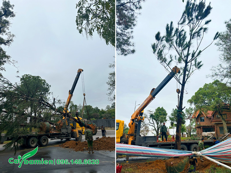 Giao cây và tiến hành thi công trồng chuẩn kỹ thuật