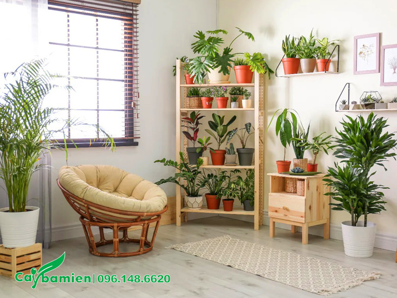 Một góc thư giãn với những chậu cây nhỏ xinh trồng trong gia đình