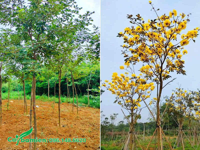 Xiết nước là bước đầu tiên trong quy trình thực hiện cách làm phong linh vàng ra hoa đúng Tết