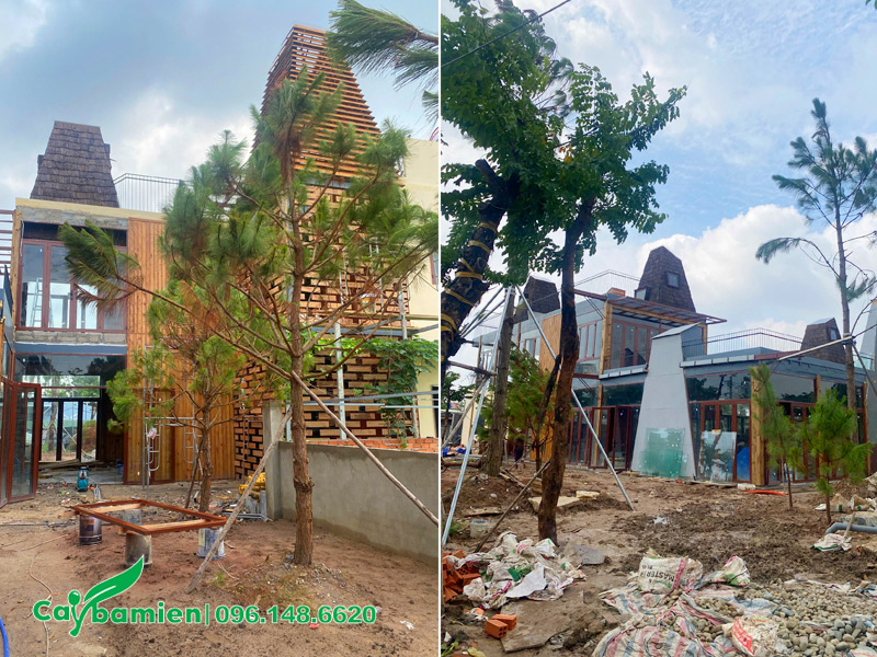 Trồng cây Thông Caribe trong sân vườn gia đình