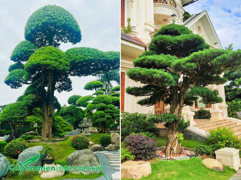 Trồng cây bonsai trước nhà hoặc trong sân vườn giúp nâng tầm đẳng cấp không gian sống