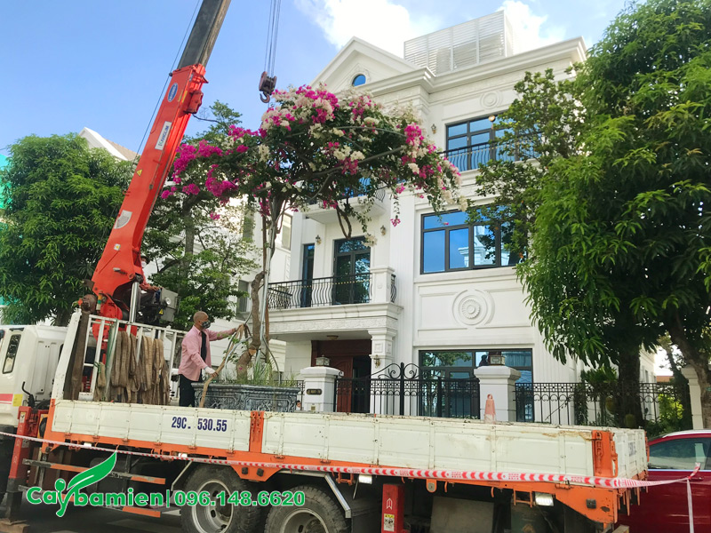 Cần cẩu đang nhấc chậu cây hoa giấy bonsai trước sân nhà