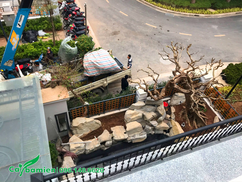 Trồng cây cảnh, thi công cảnh quan hồ cá cho sân vườn