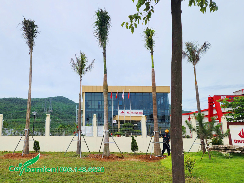 Thi công trồng cây Cau Vua cao 9 - 10m