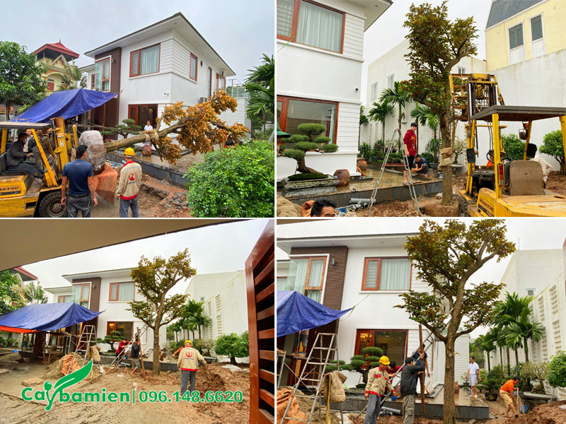 Cây Ba Miền đang thi công trồng cây vú sữa cho gia đình ở Hà Nội