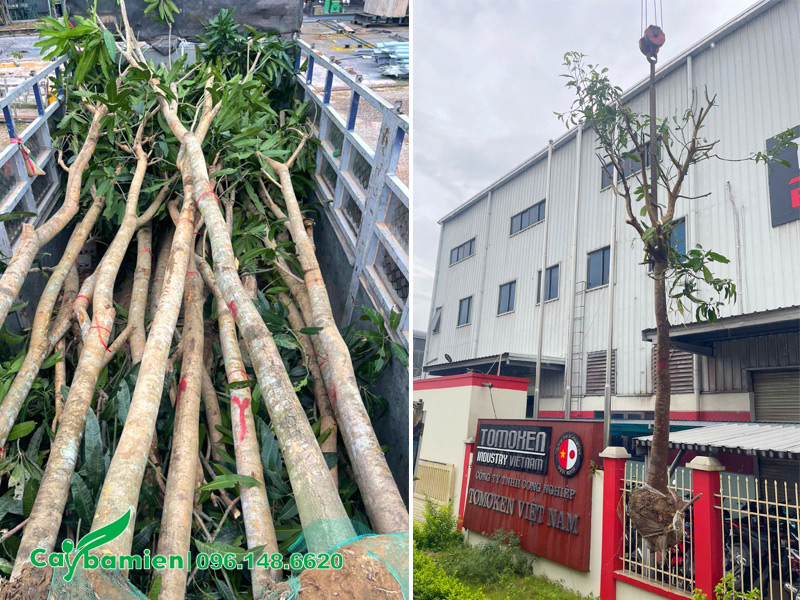 Trồng cây xanh công trình cho nhà máy Công ty Tomoken Việt Nam