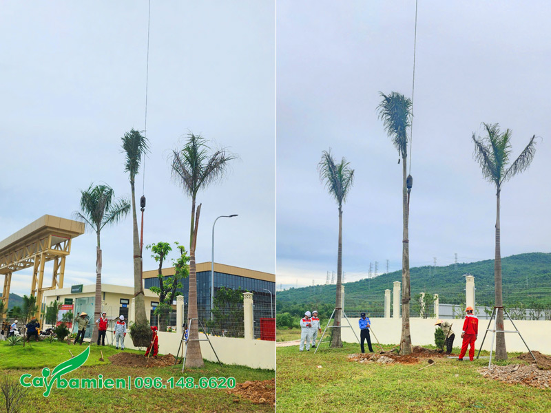 Tiến hành trồng cây xanh cho nhà máy Công tu Đại Dũng ở Nghi Sơn, Thanh Hóa