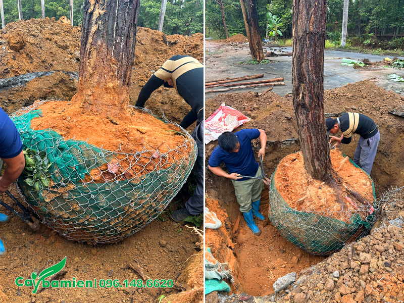 Đưa cây thông Caribe cổ thụ vào hố trồng, tháo bỏ lưới B40