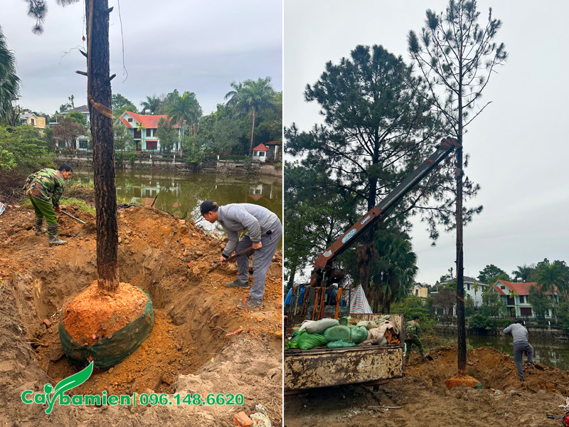 Tiến hành trồng bổ sung cây bị chết cho biệt thự Láng Hòa Lạc