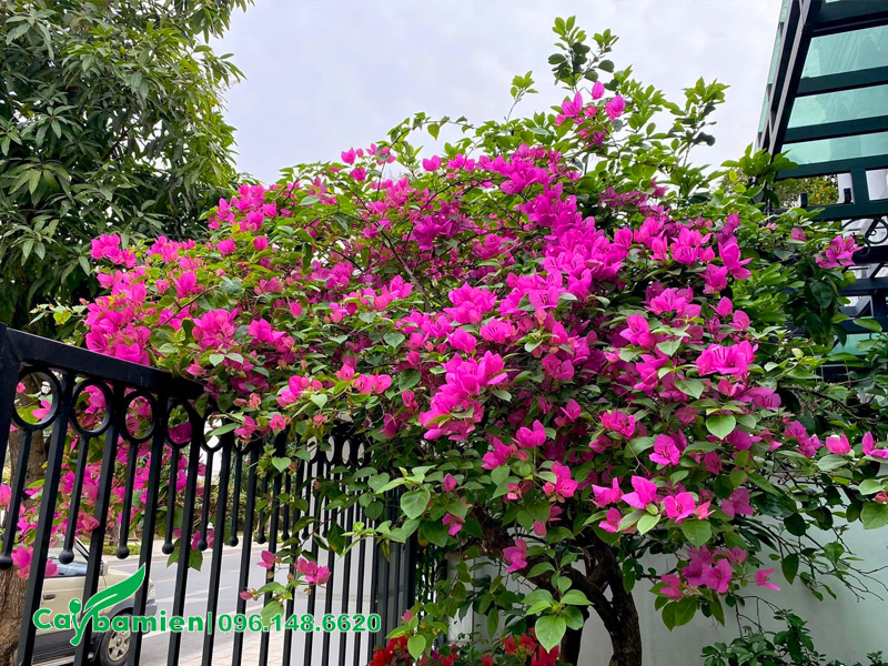 Trồng cây hoa giấy trên ban công gia đình