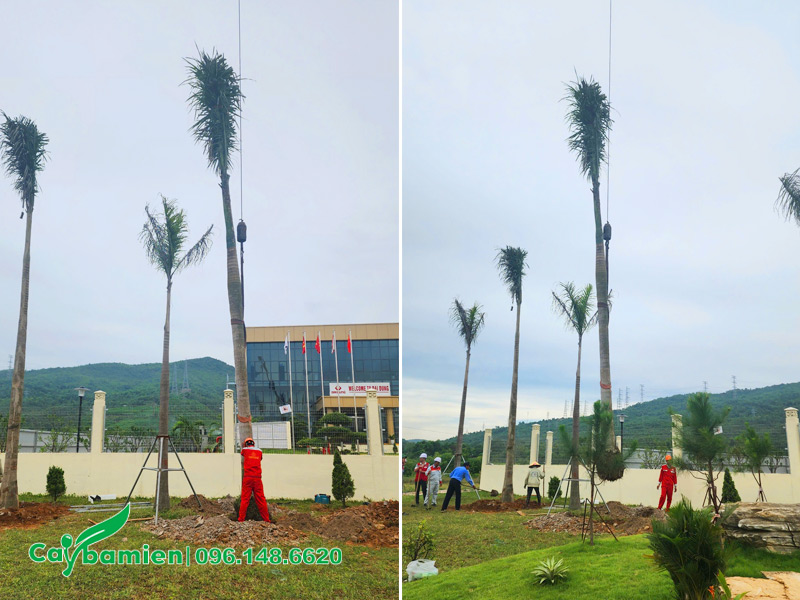 Bầu cây đường kính lớn cần đào hố kích thước khoảng 1m 