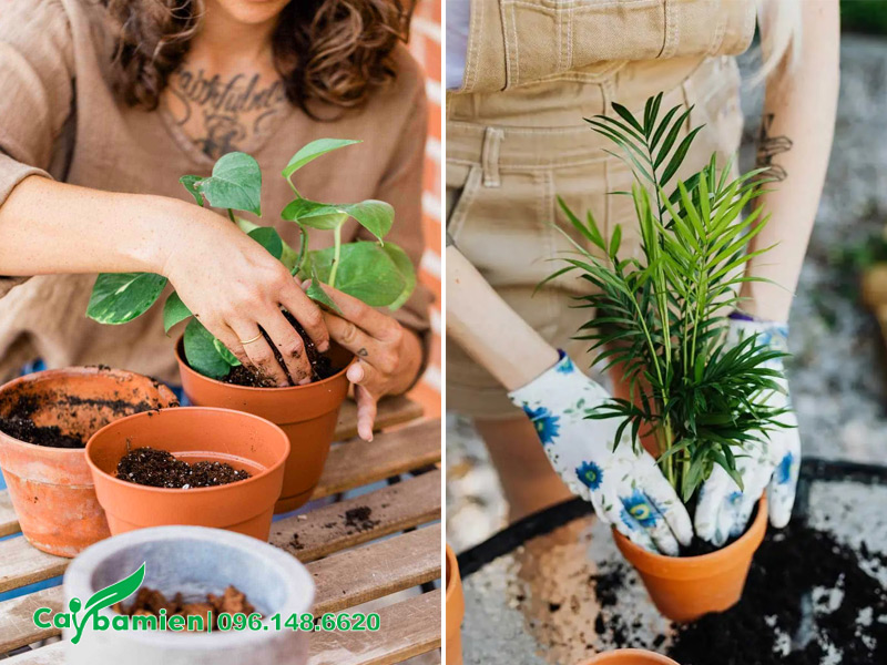 Thi công trồng cây cảnh mini trang trí nội thất
